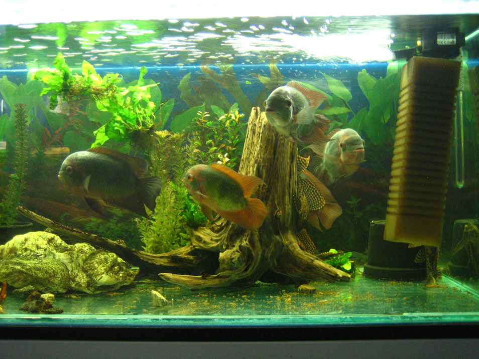 Kančíci smaragdový