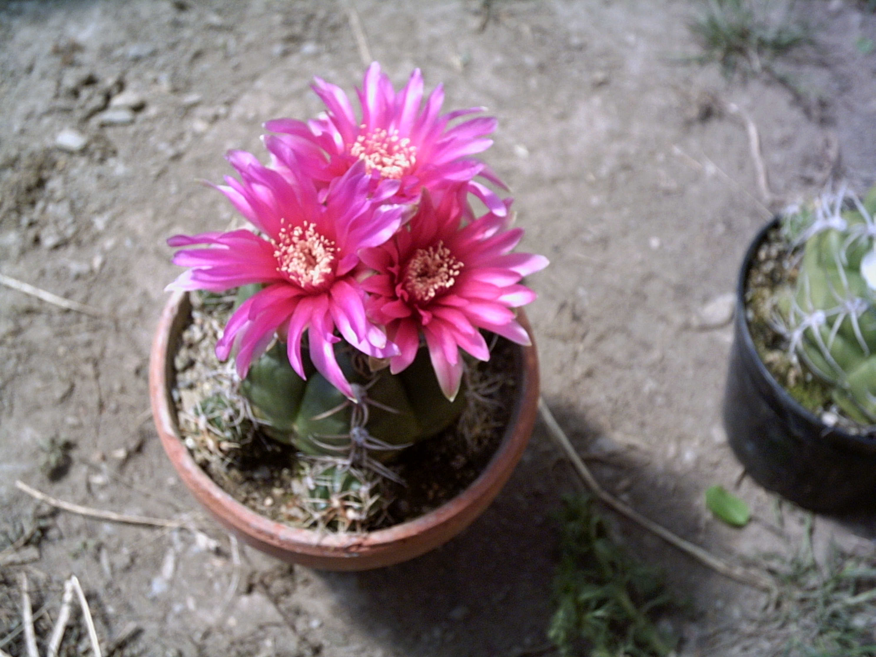 PICT0003.JPG