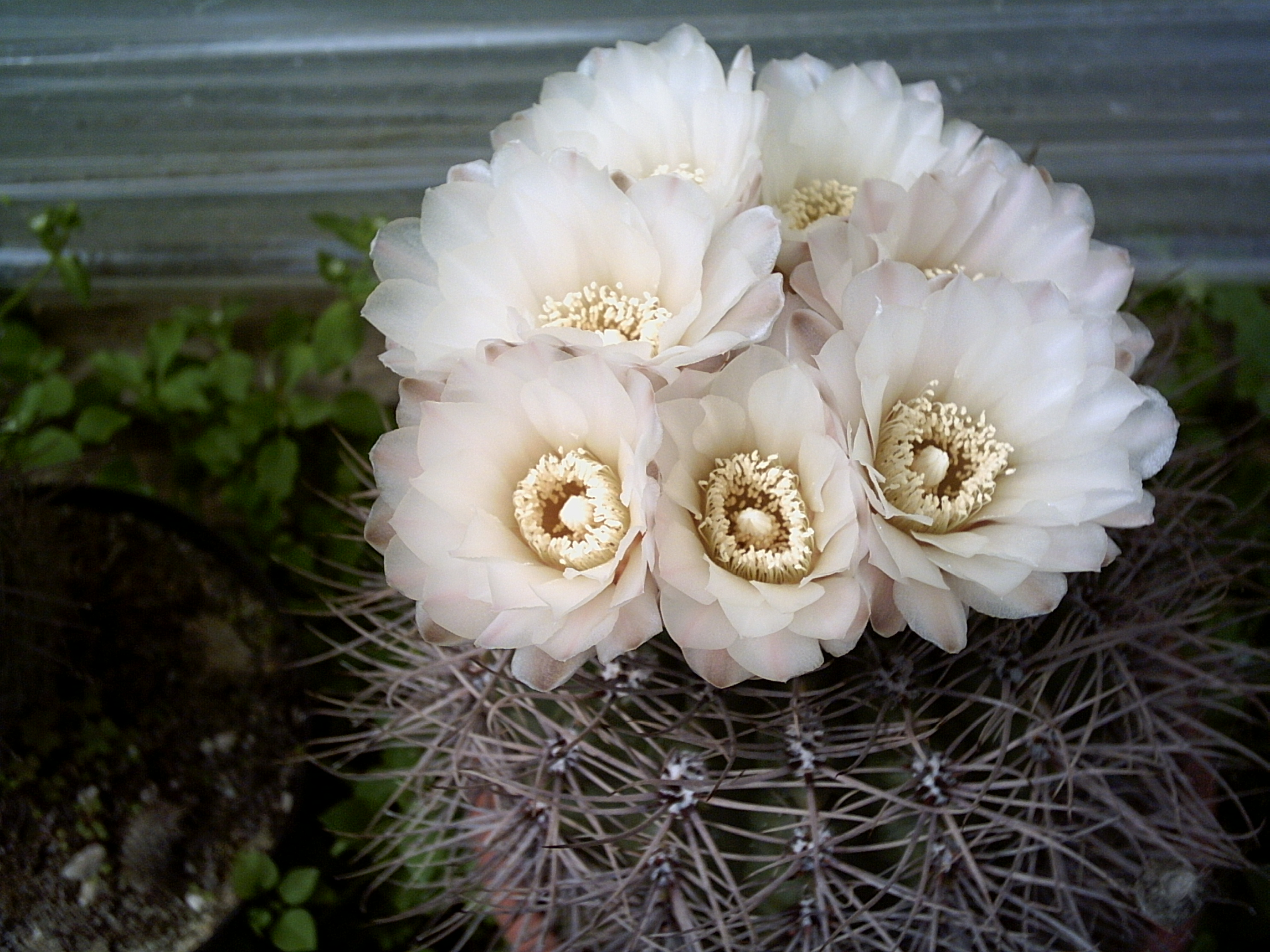PICT0023.JPG
