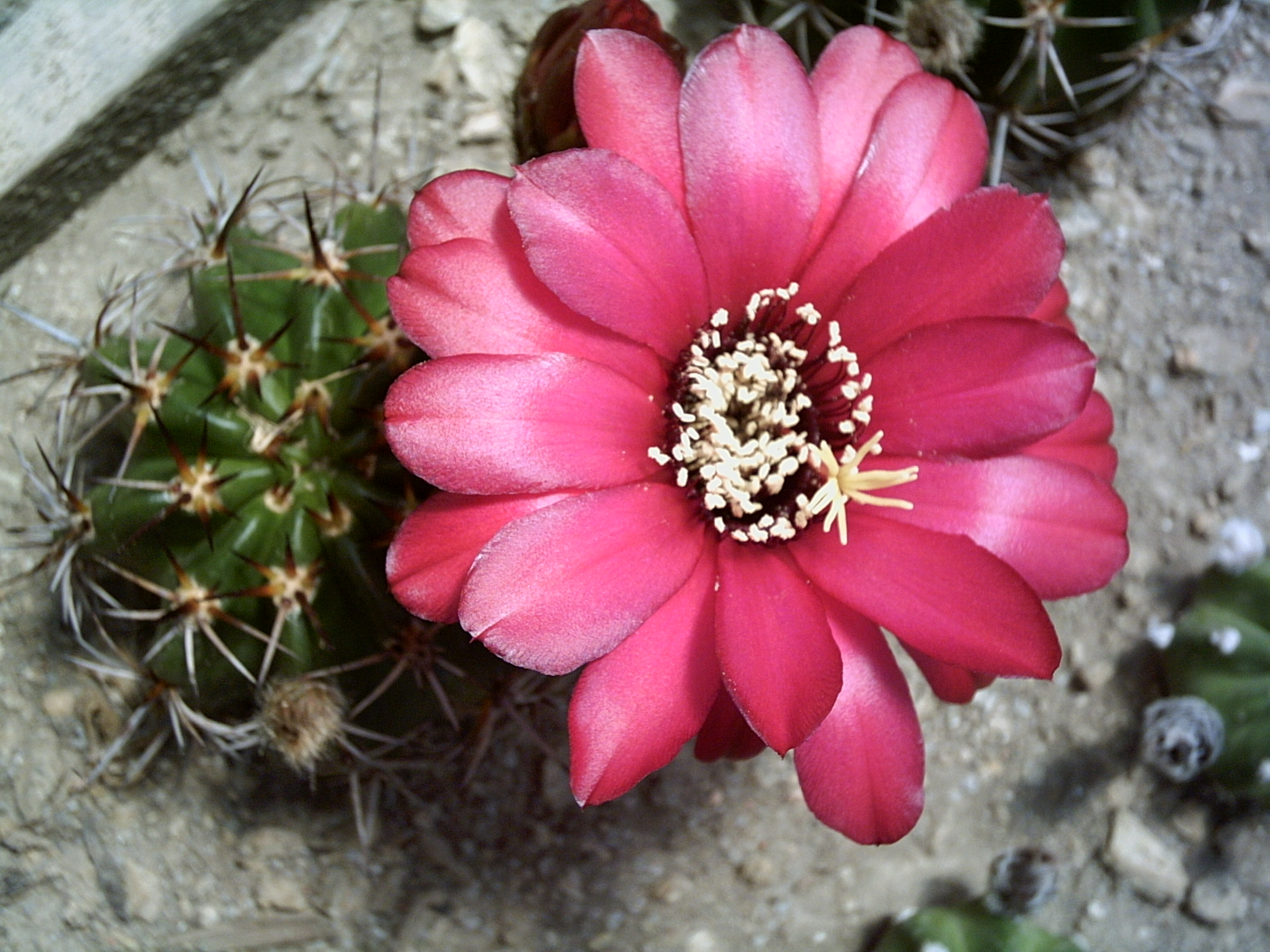 PICT21.JPG